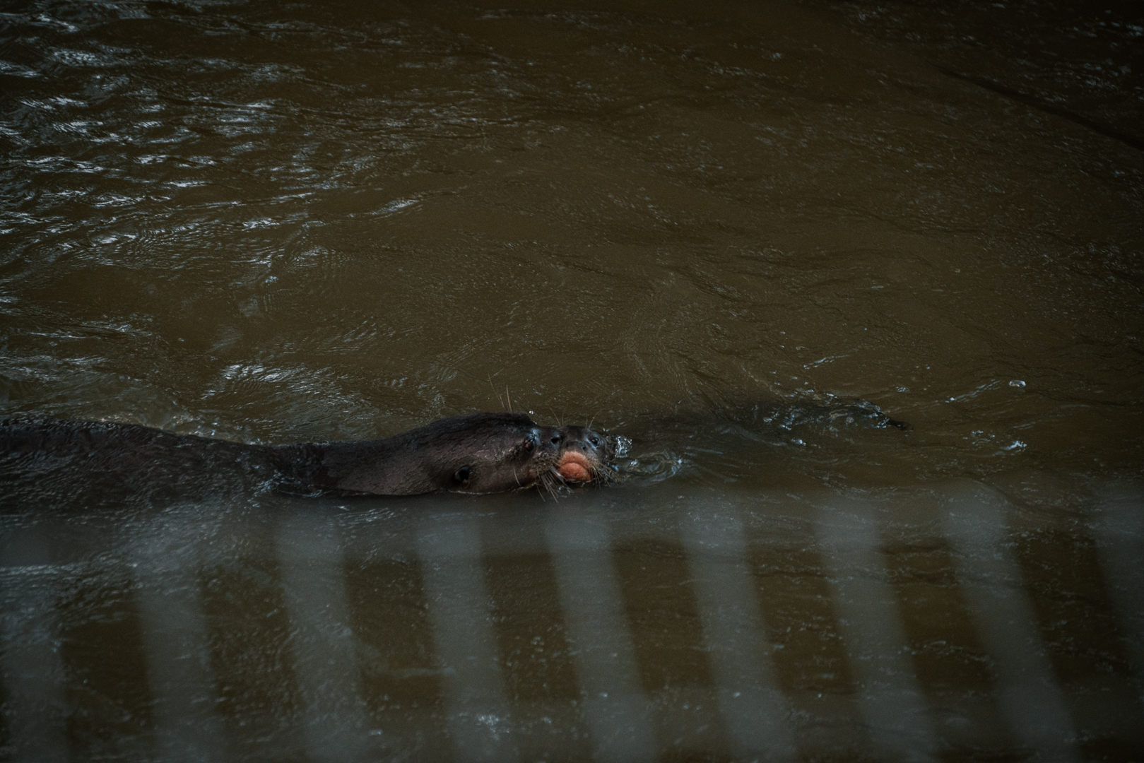 Giant Otter family