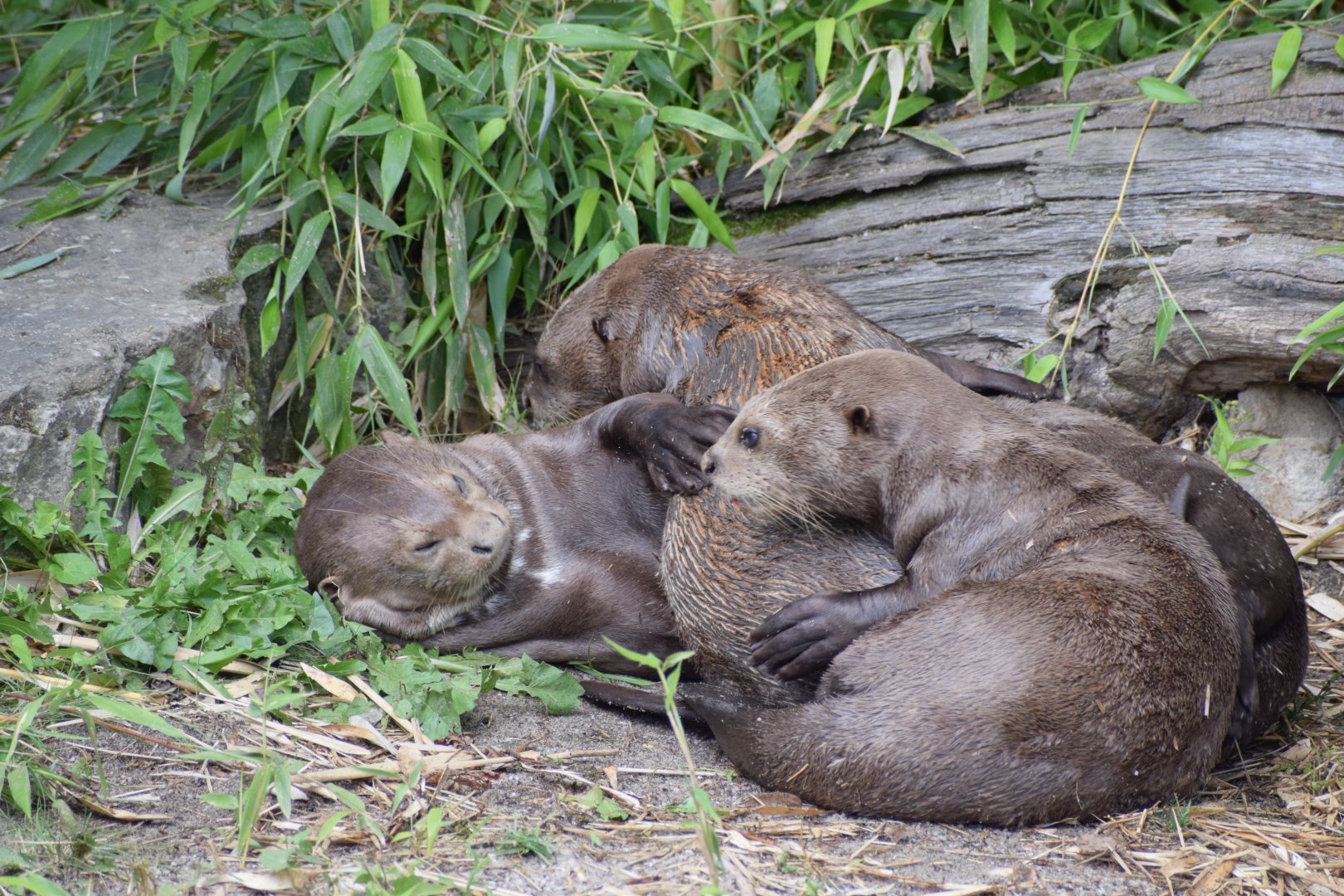 Giant otter family