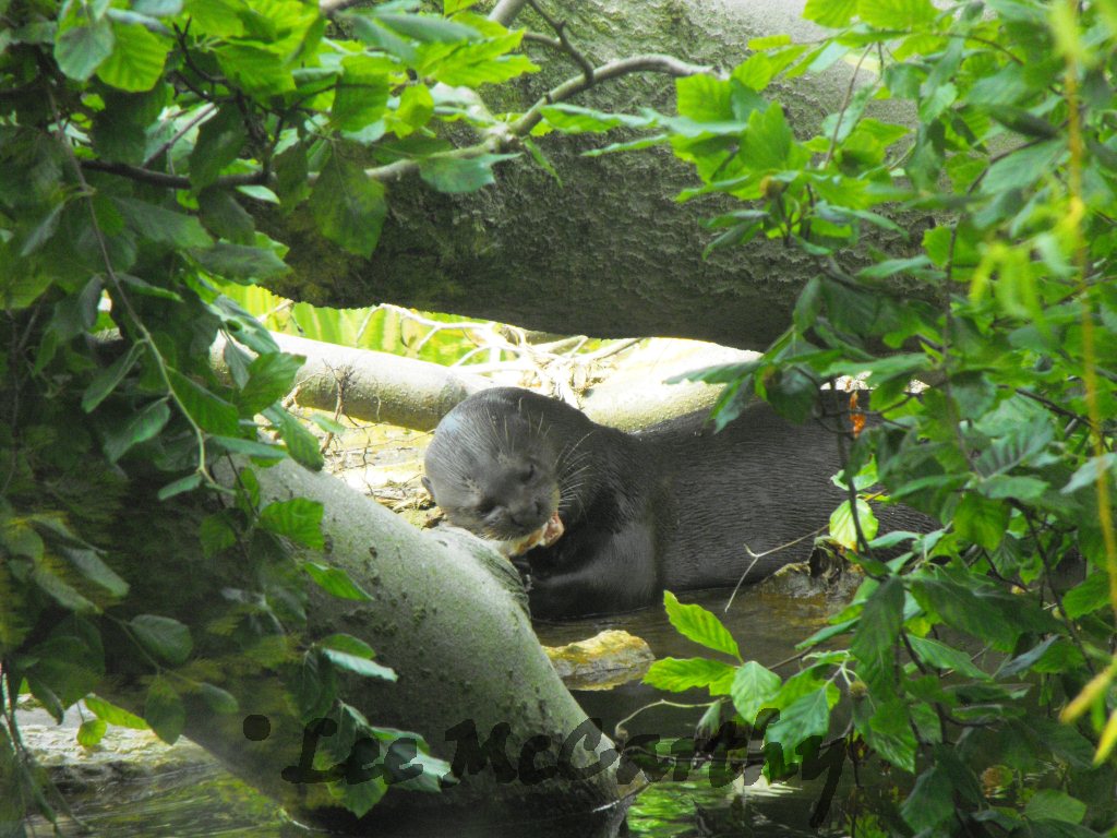 Giant Otter Feeding 6th June 2010