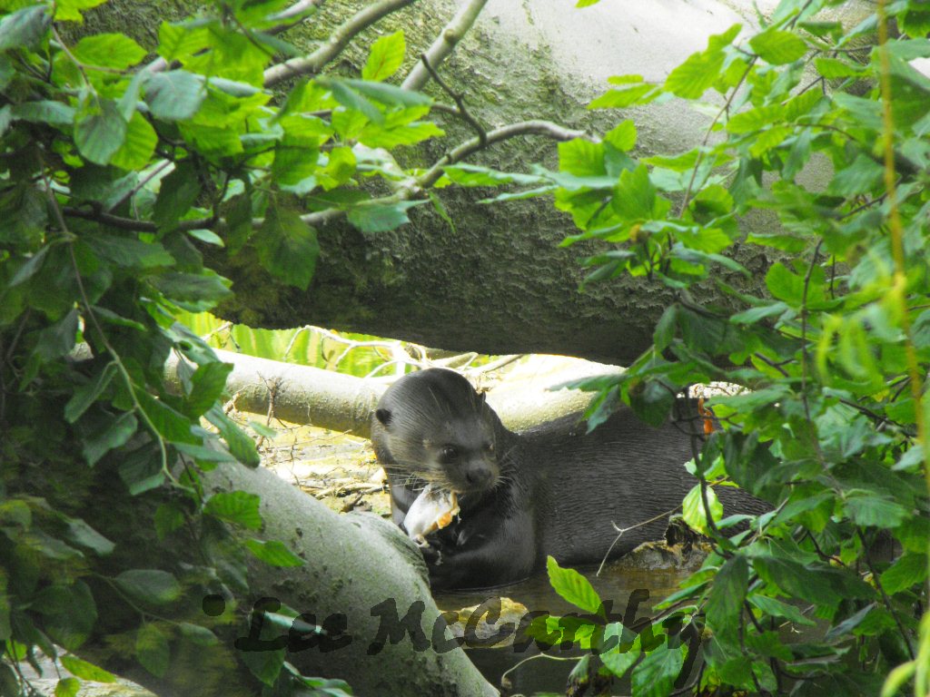 Giant Otter Feeding 6th June 2010