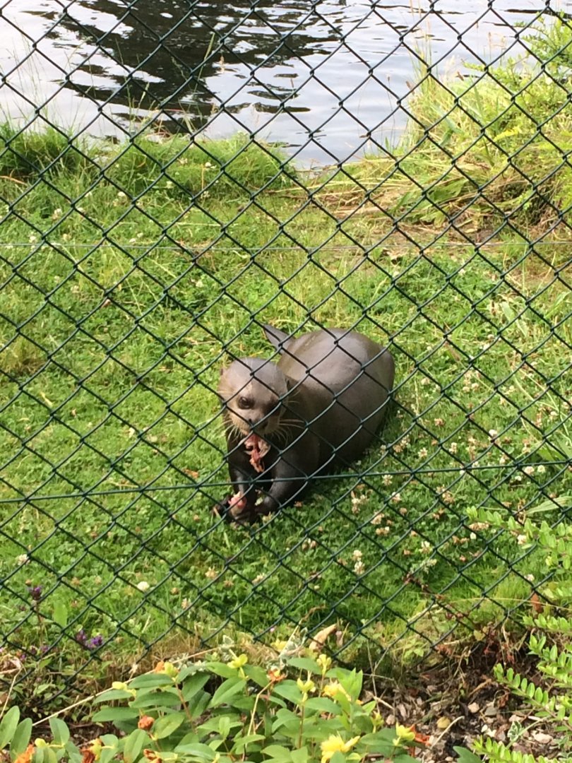 Giant Otter feeding