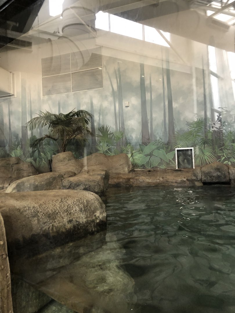 Giant Otter Habitat (Mid Section) - Feb, 2020