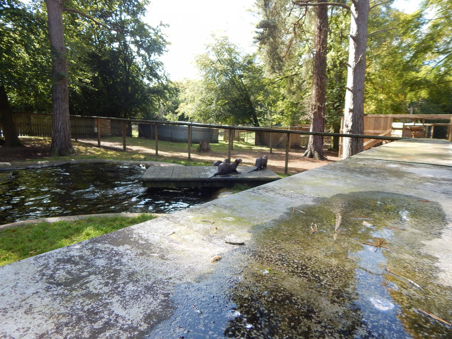 Giant otter habitat no.2 130924