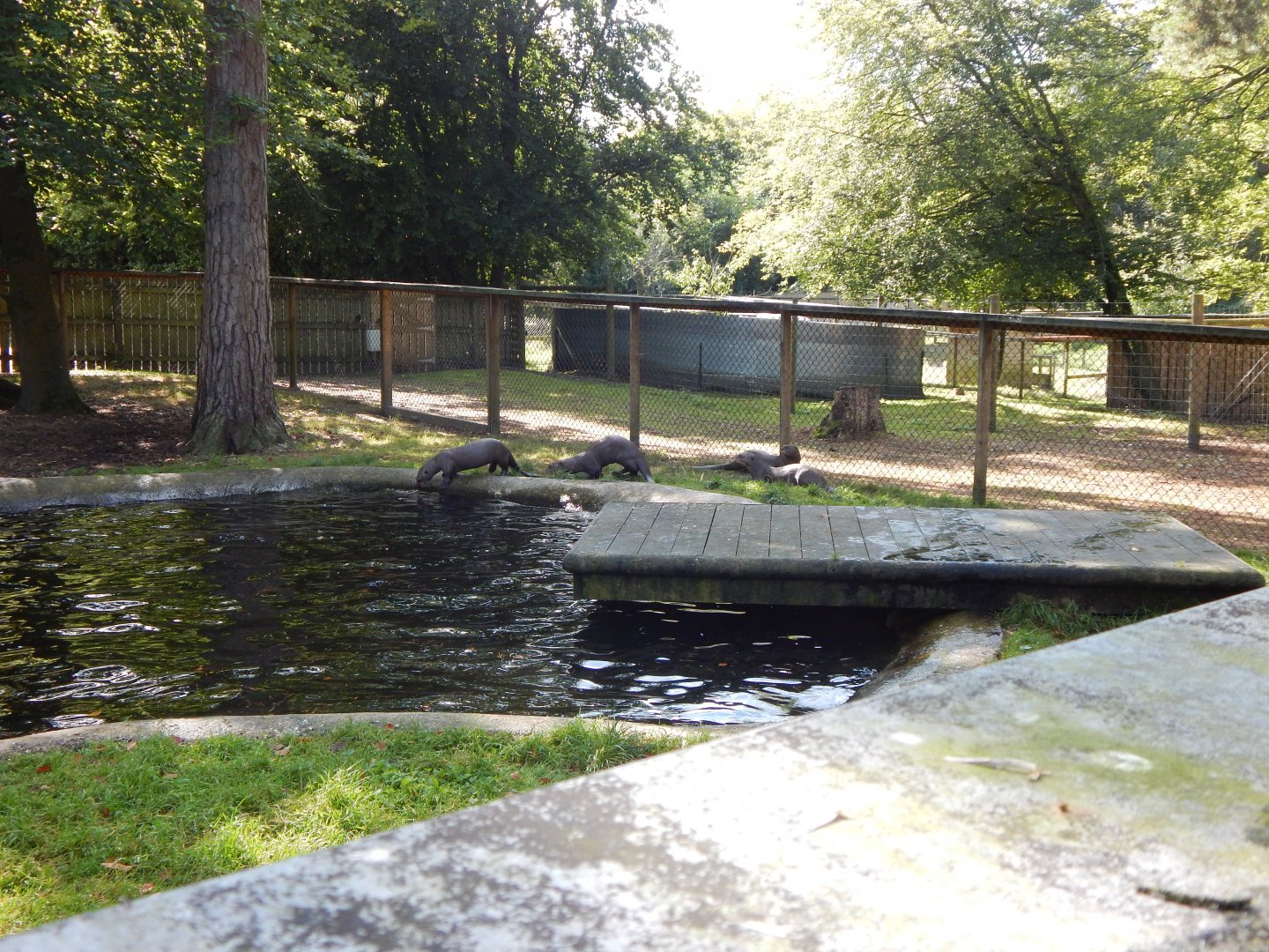 Giant otter habitat no.2 130924