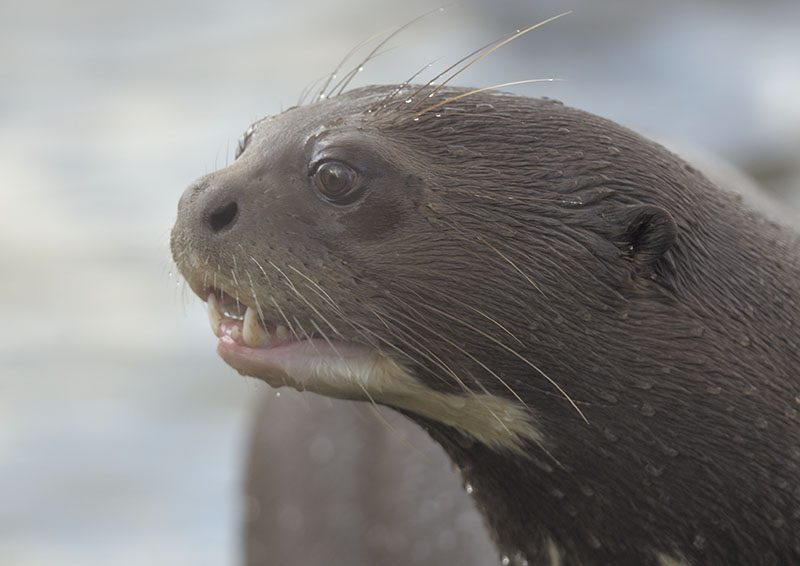 Giant otter, Icana, vocalising
