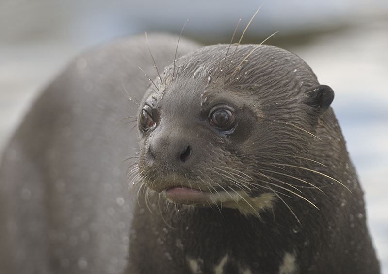 Giant otter, Icana