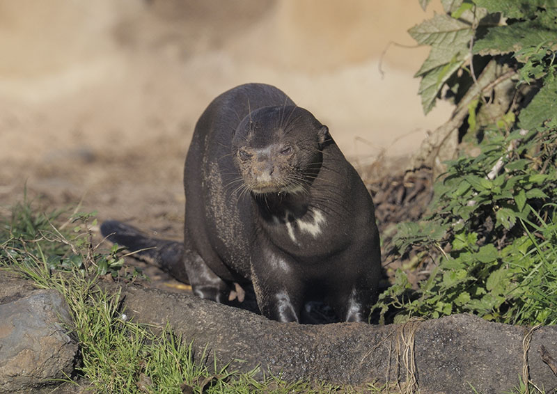 Giant otter 'Icana'