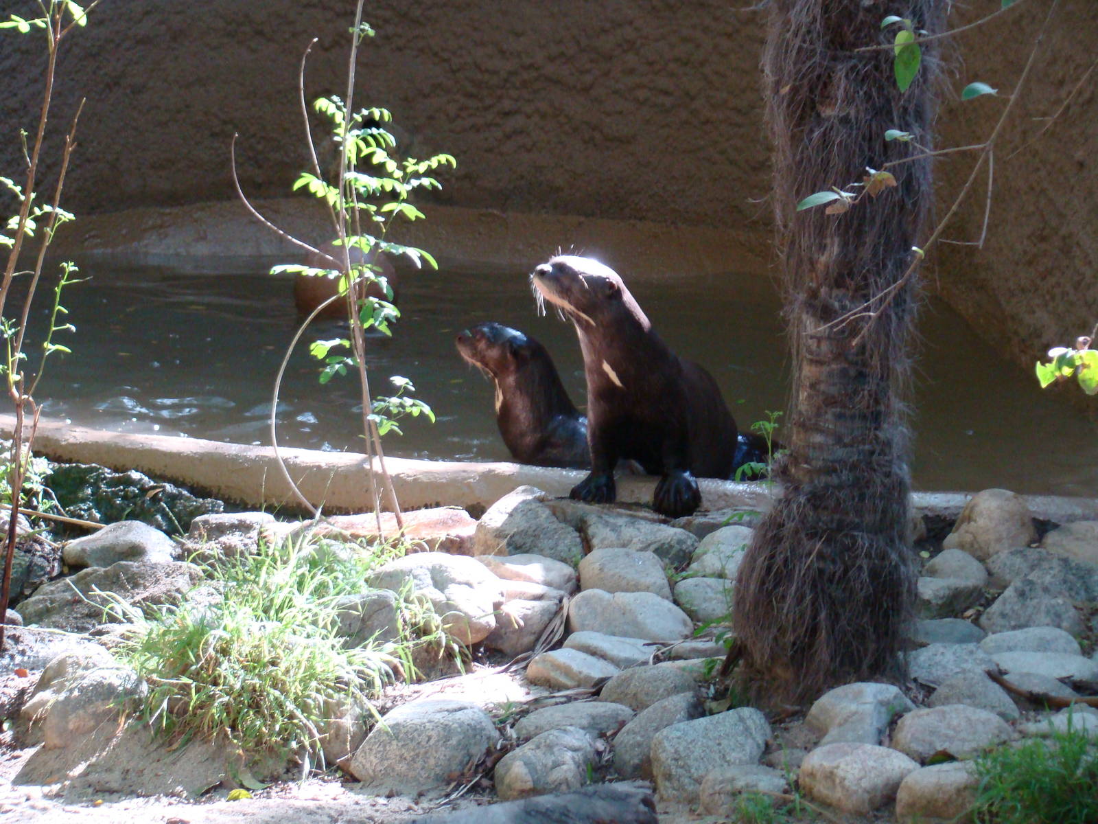 Giant Otter in pool