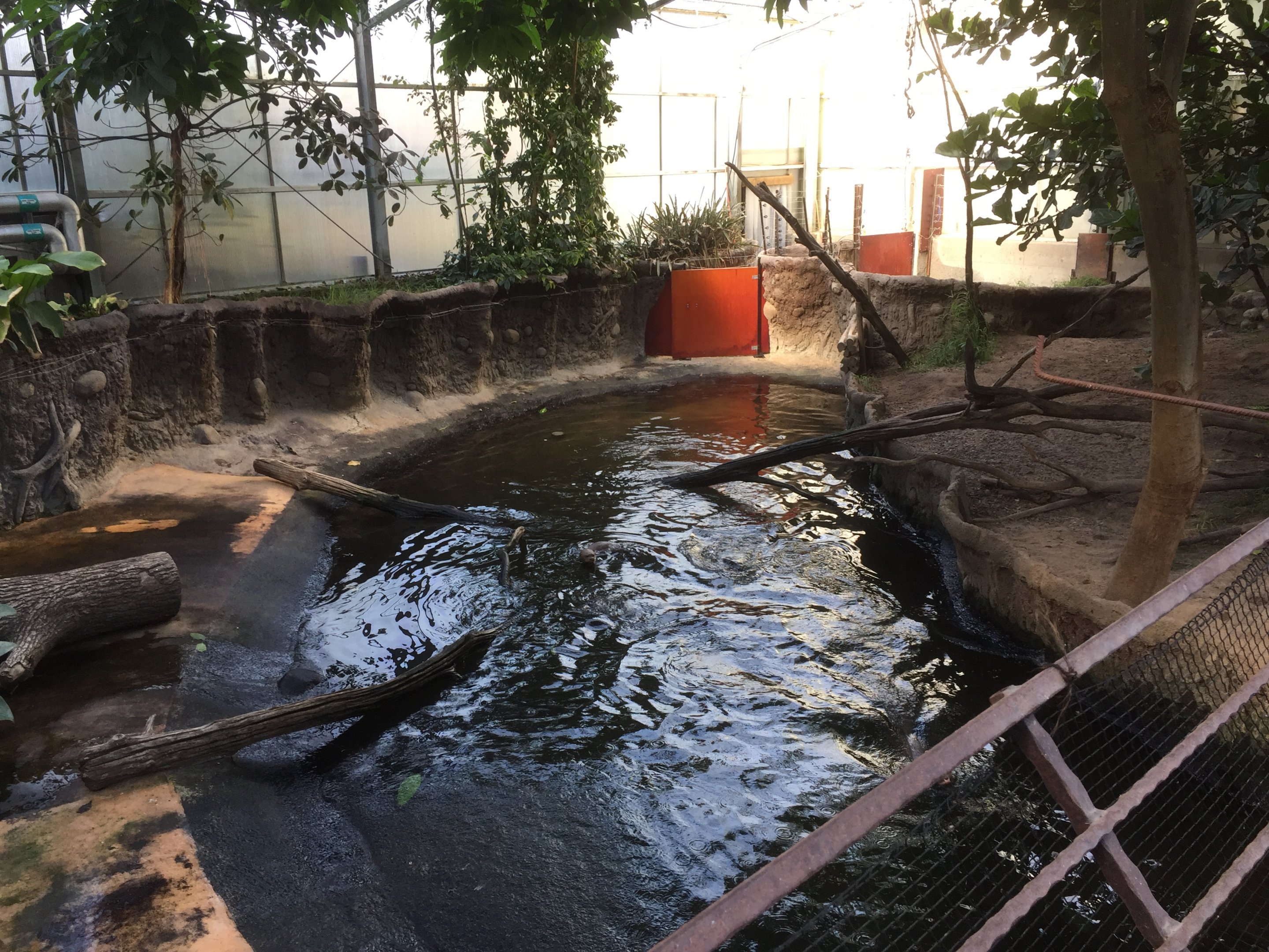 Giant Otter indoor exhibit | "AmaZOOnas" Tropical House