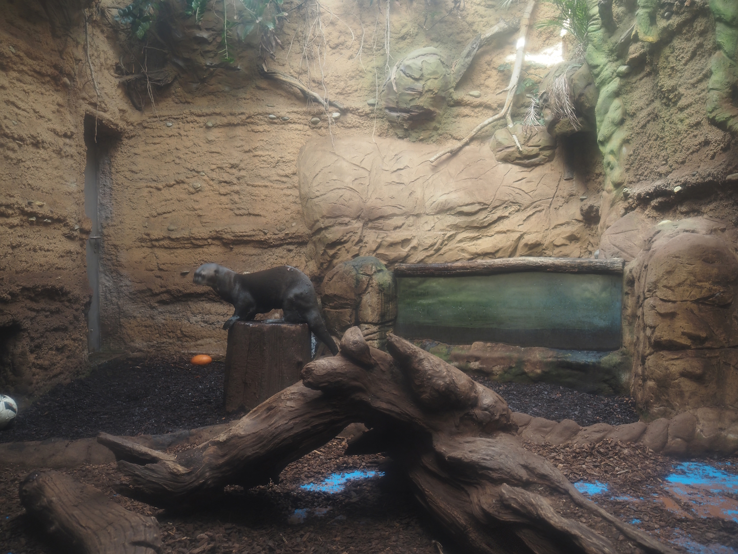 Giant otter indoor exhibit in the aquarium building, 2024-06-08