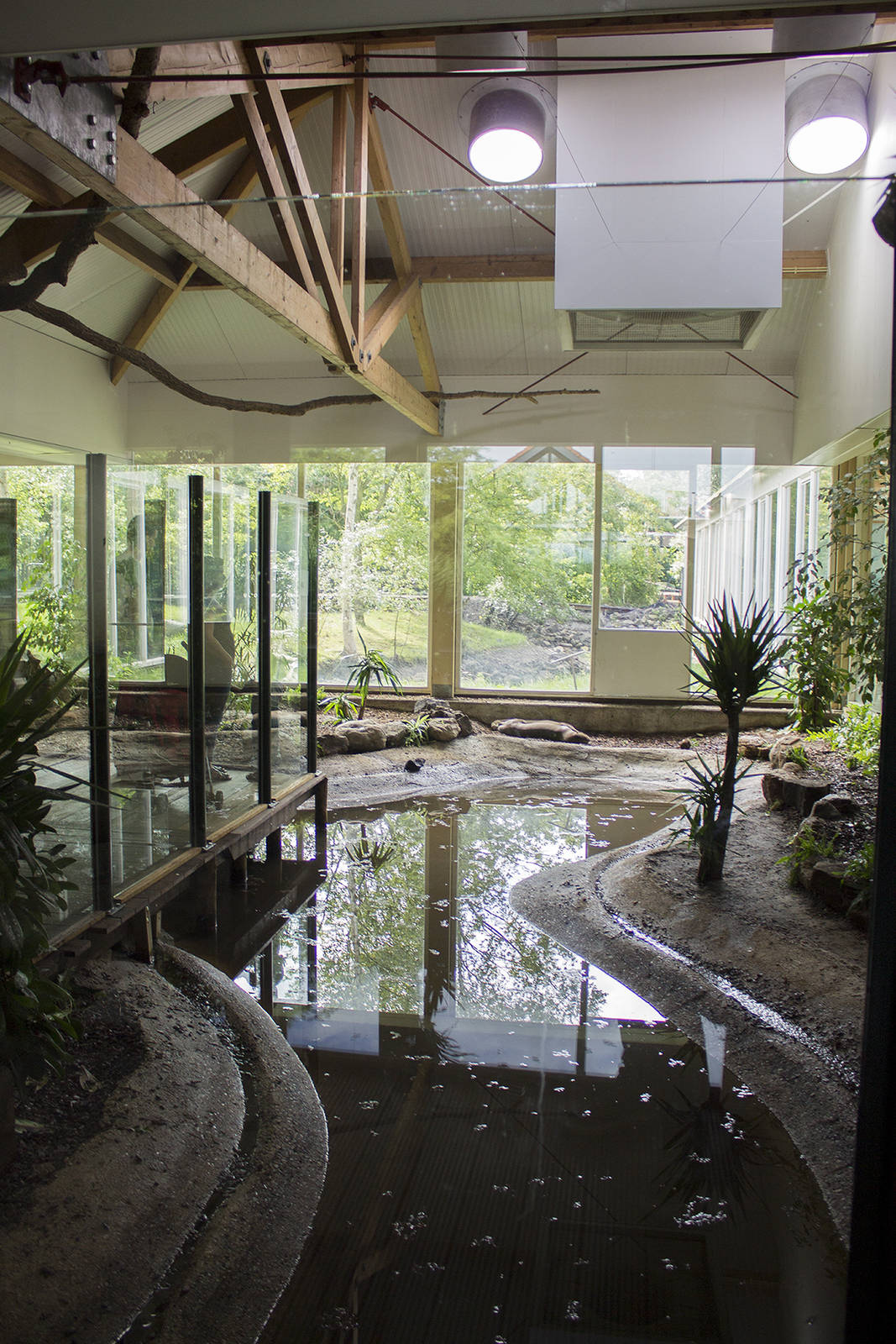 Giant otter indoor exhibit