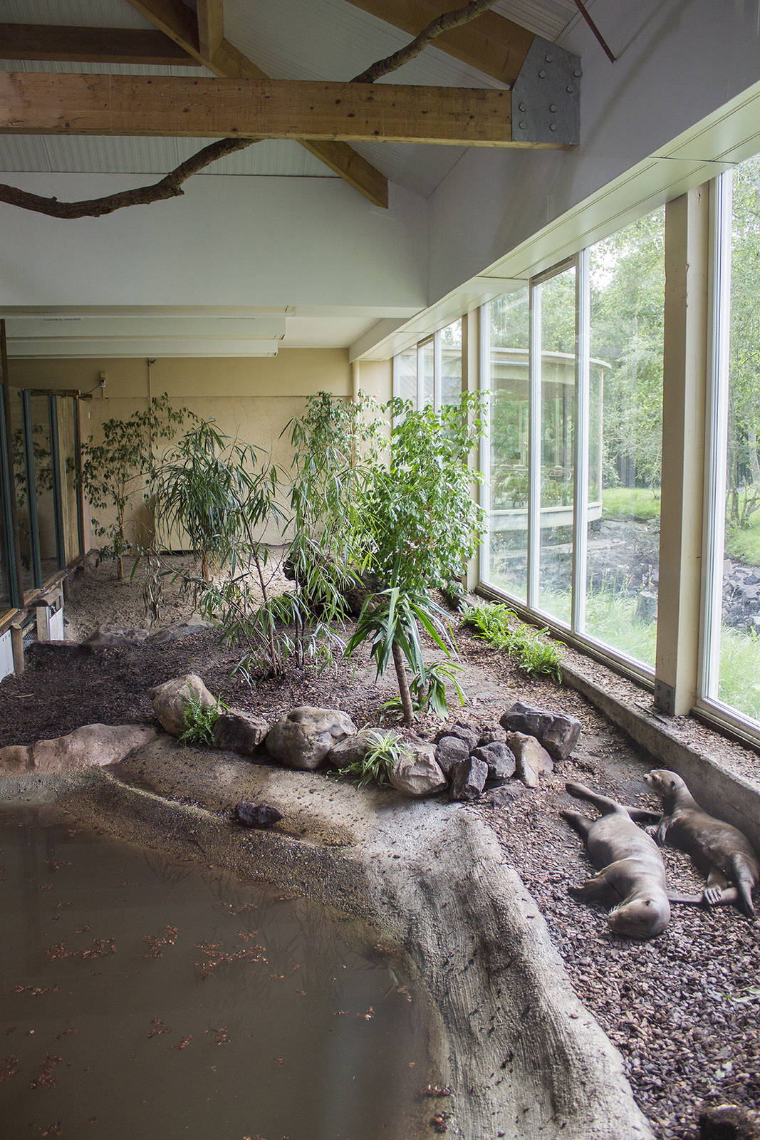 Giant otter indoor exhibit