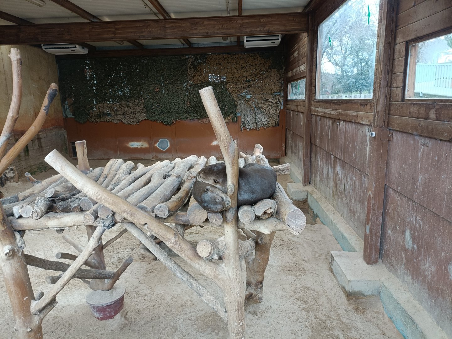 Giant otter indoor exhibit