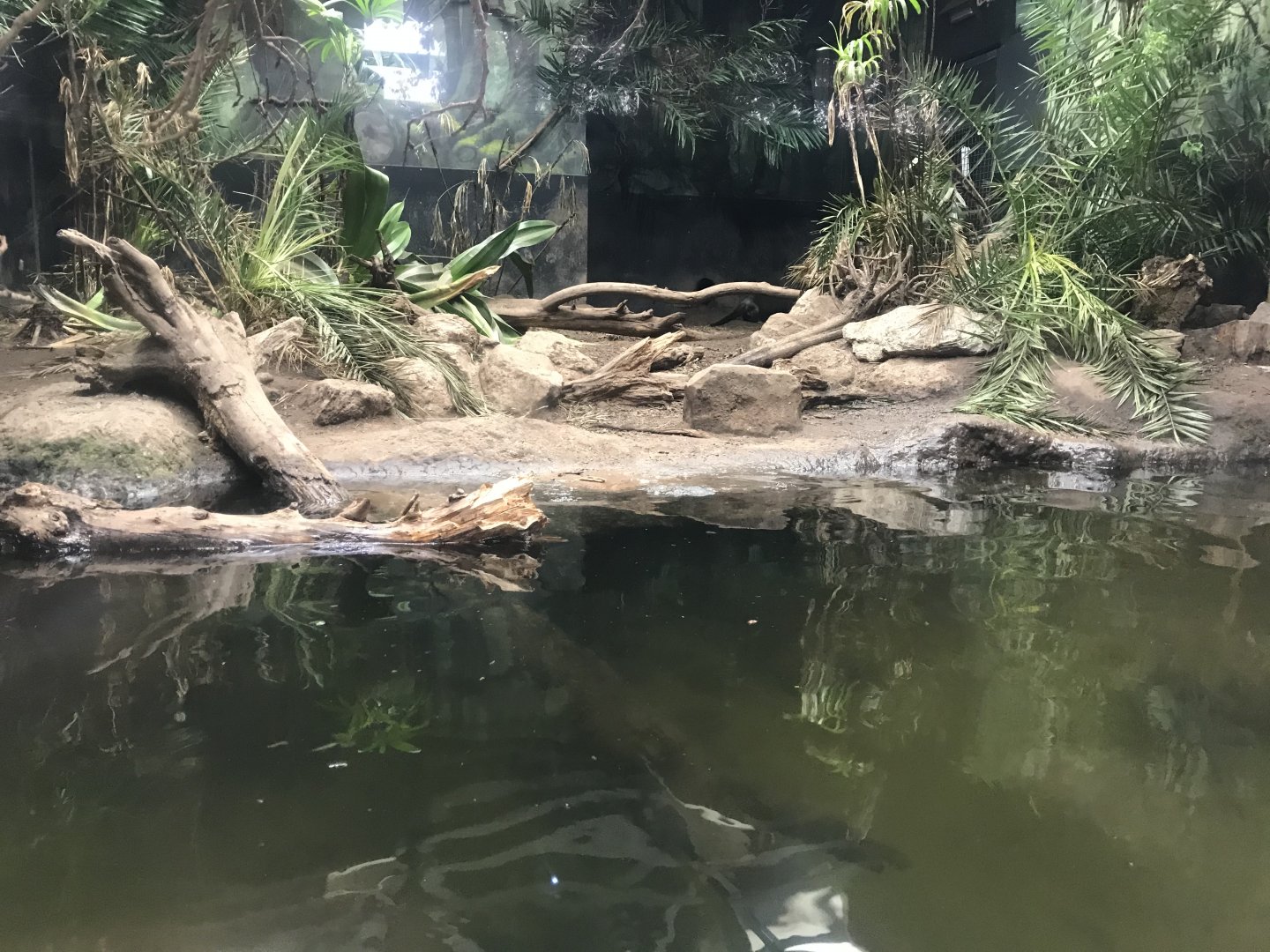 Giant otter indoor viewing 261019