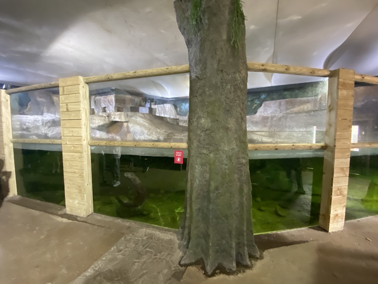 Giant otter indoors 110921