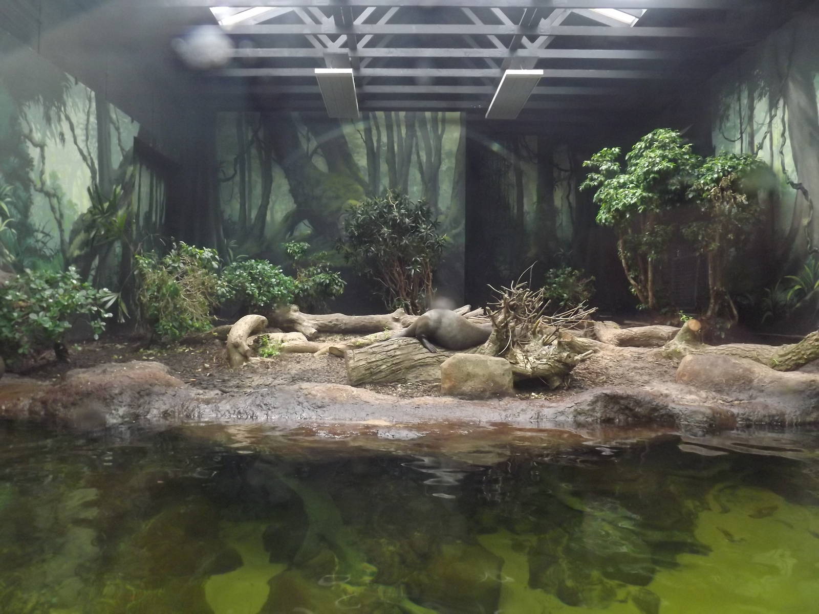 Giant Otter interior at Chester Zoo 31/03/12