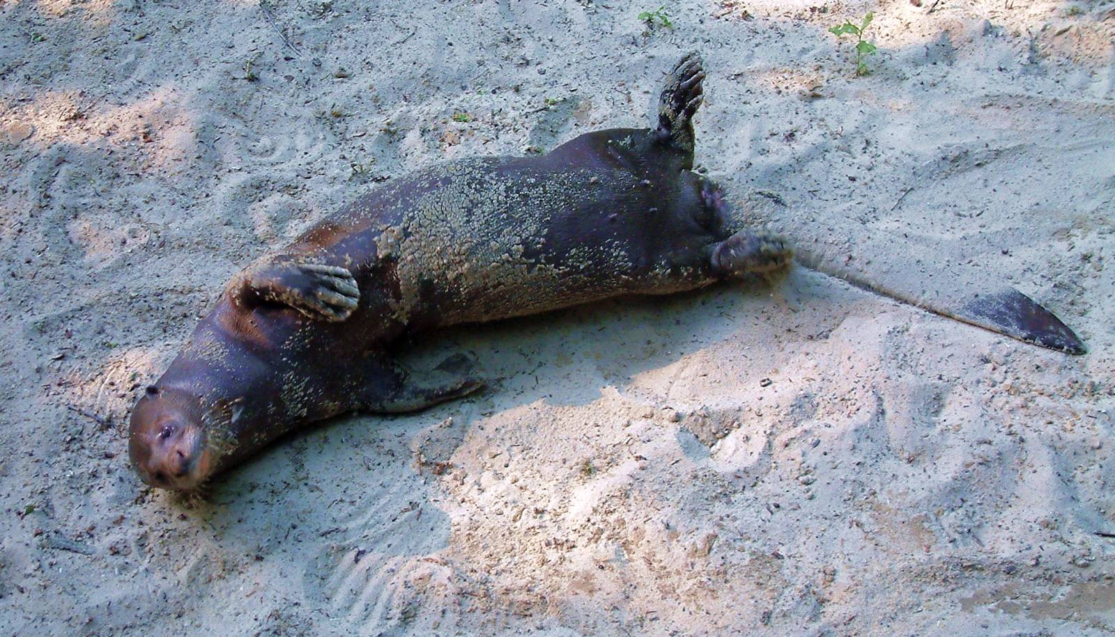 Giant Otter Iny enjoying a sand bath