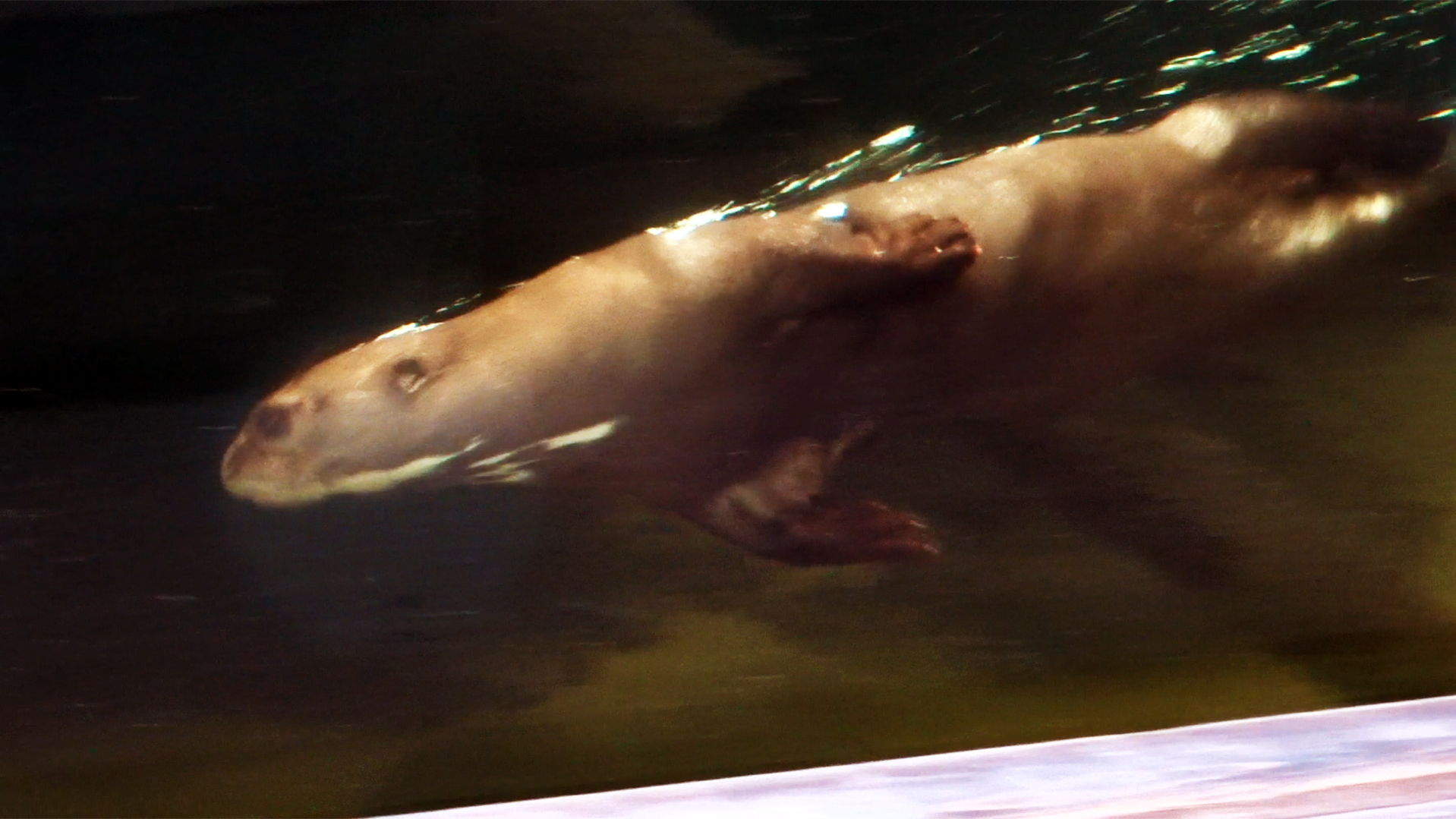 Giant Otter, July 2019