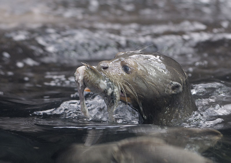 Giant otter kit with fish