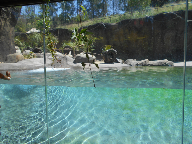 Giant otter main underwater viewing area