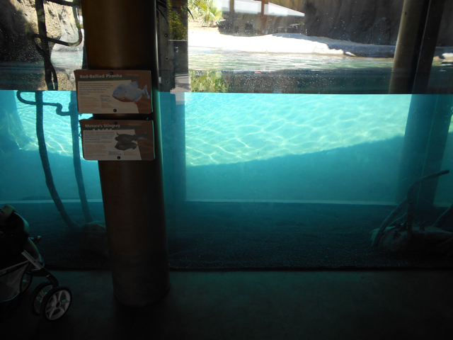 Giant otter main underwater viewing area