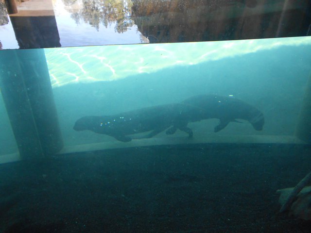 Giant otter main underwater viewing area