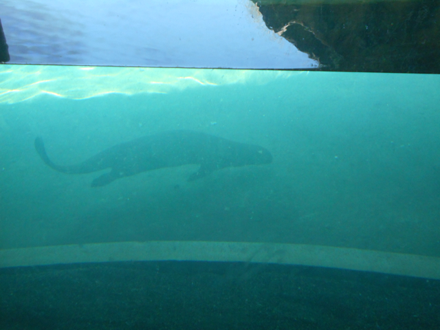 Giant otter main underwater viewing area
