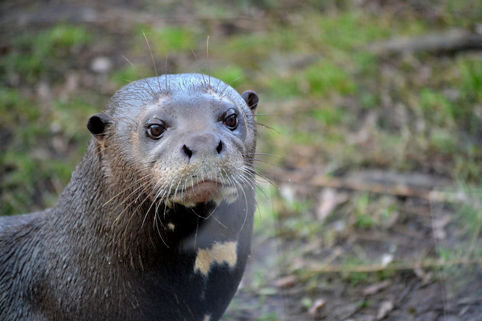 Giant Otter - March 2018