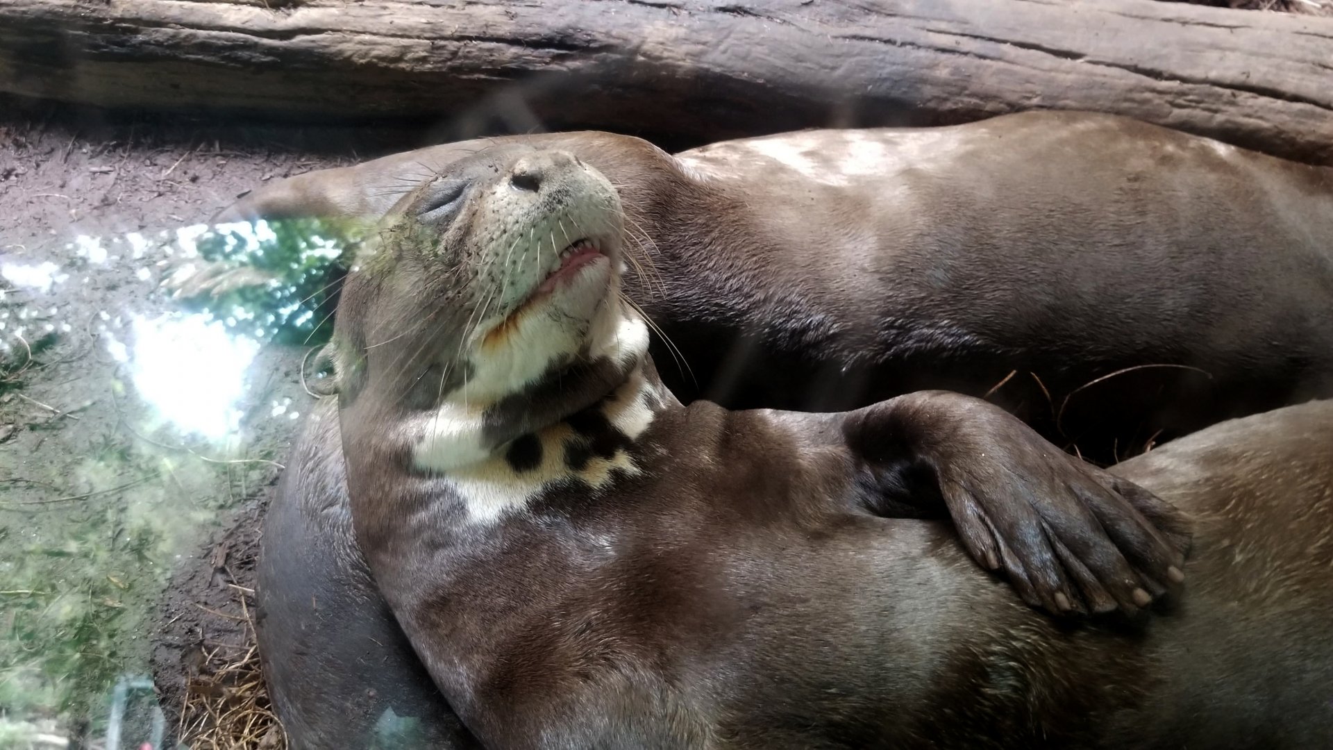 Giant Otter naps