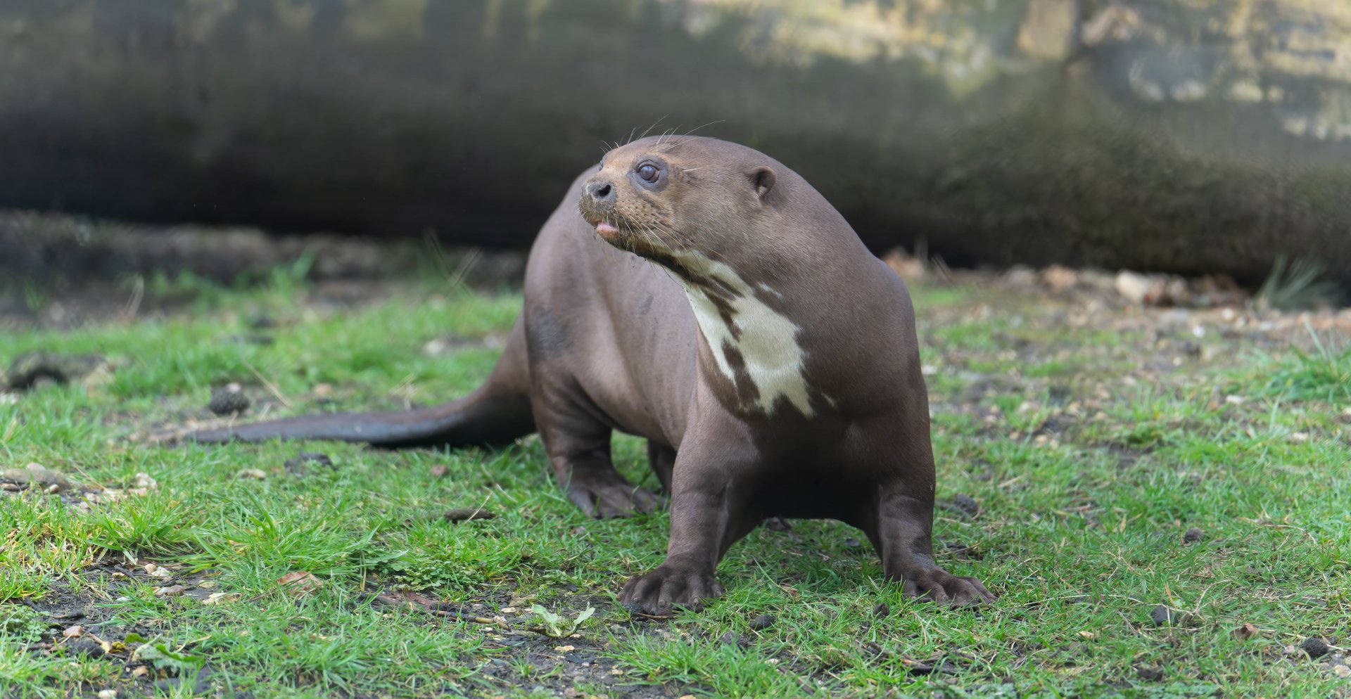 Giant otter, New Forest Wildlife Park, UK