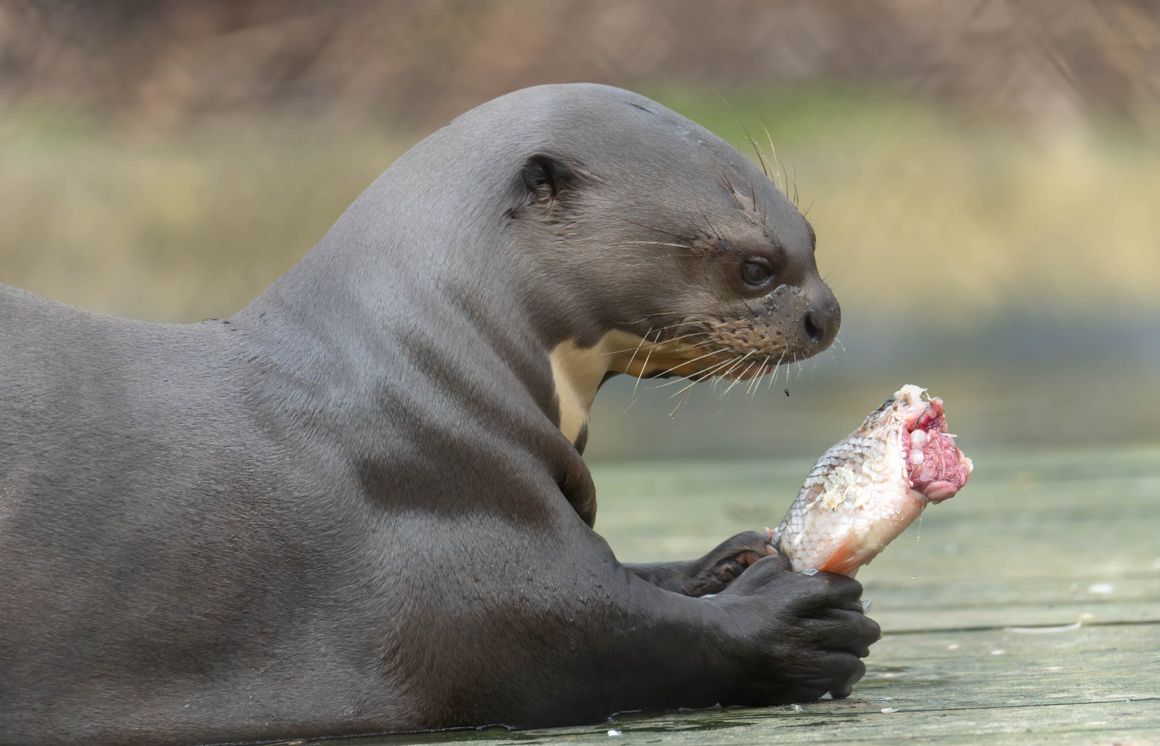 Giant otter, New Forest Wildlife Park, UK