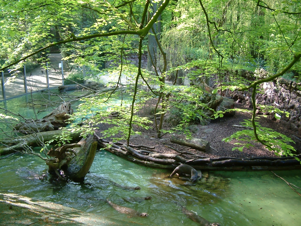 Giant otter outdoor enclosure