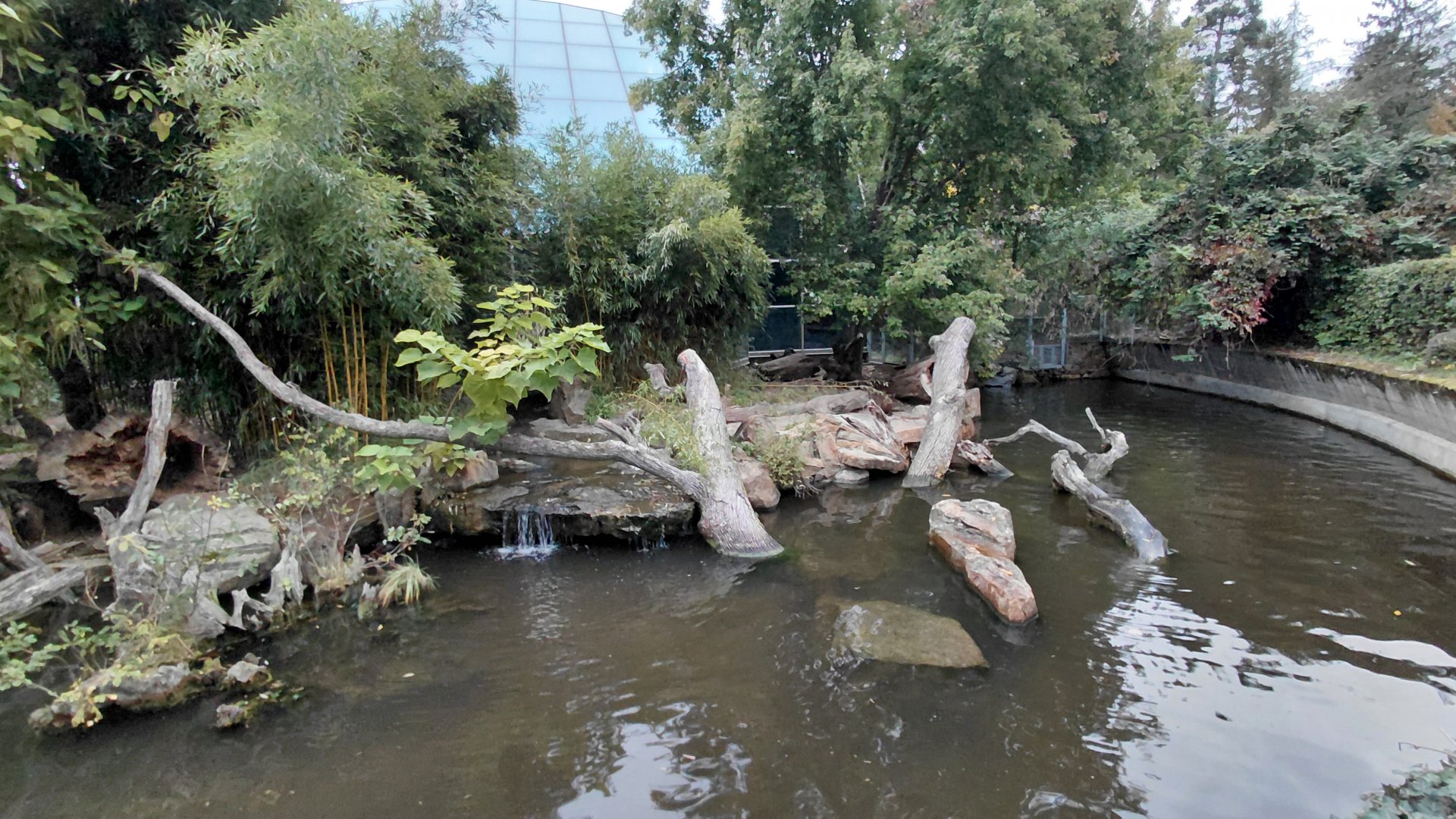 Giant otter outdoor exhibit