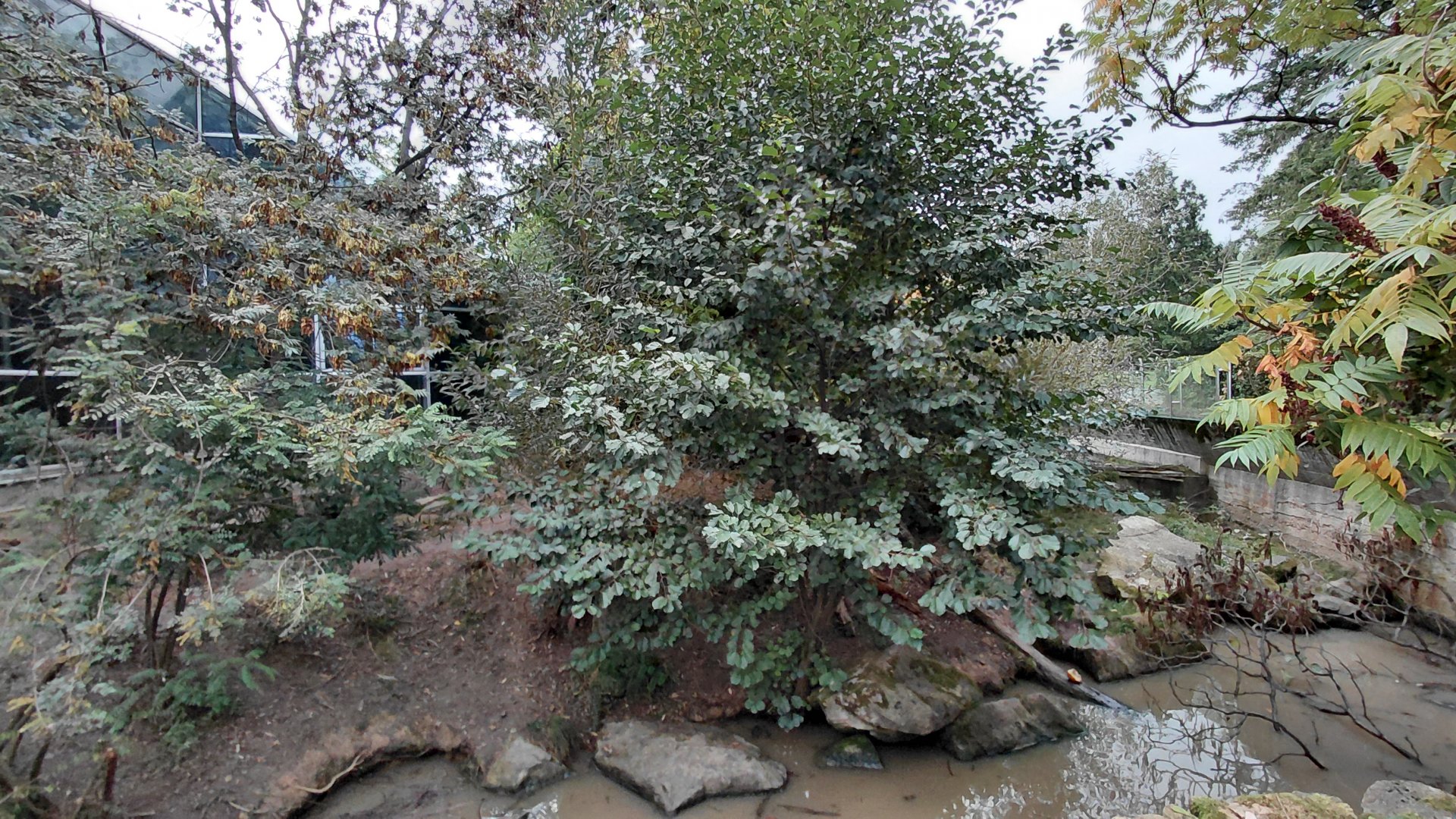 Giant otter outdoor exhibit