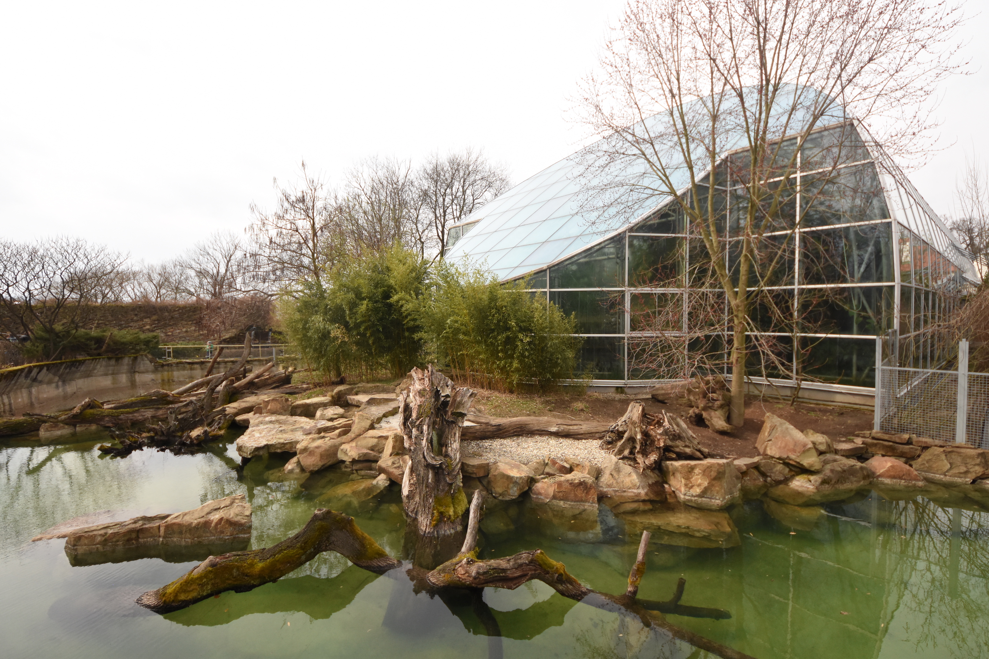 Giant otter outdoors