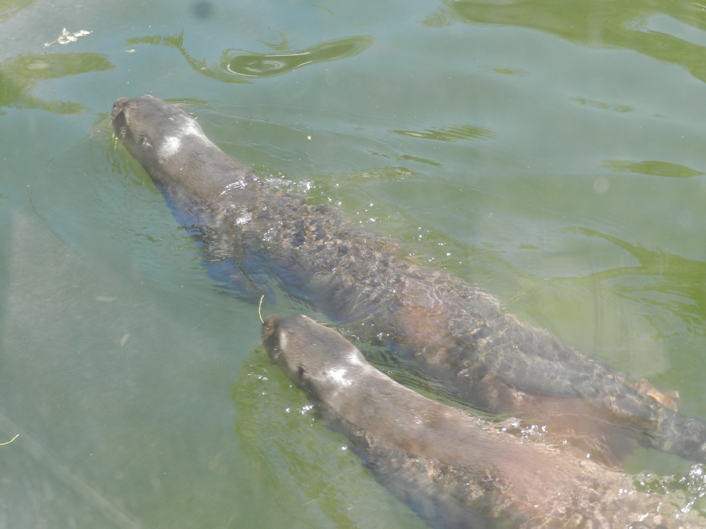 Giant otter pair - Ecoparque BA