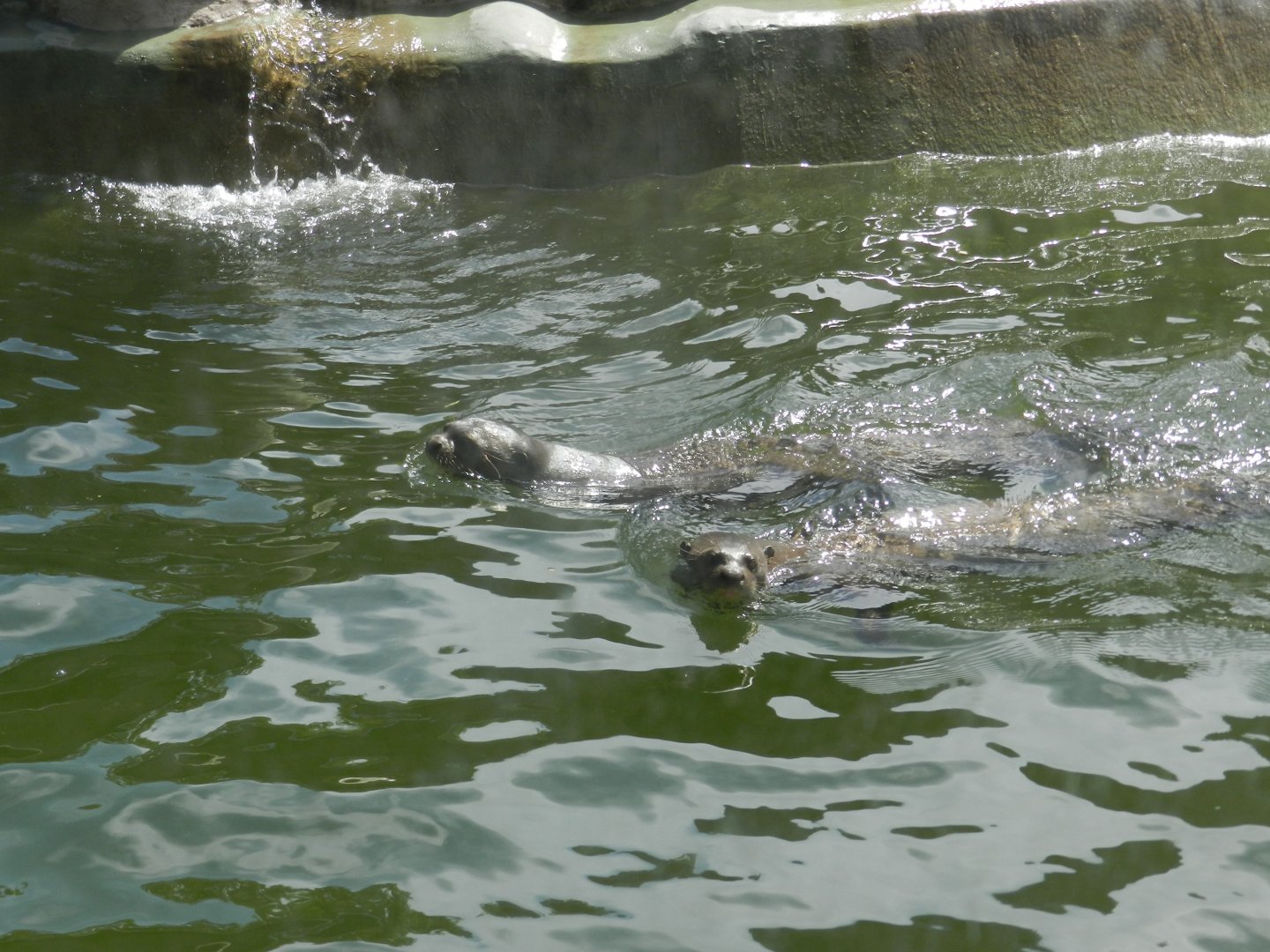 Giant otter pair - Ecoparque BA