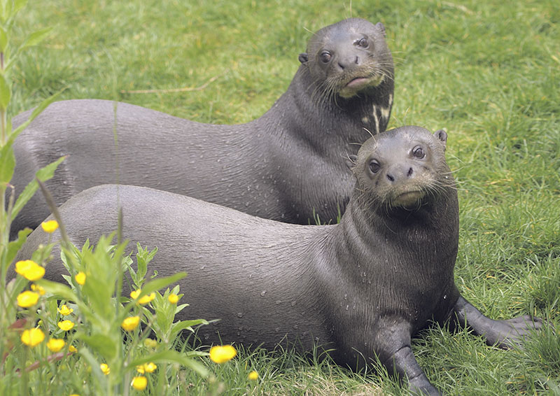 Giant otter pair