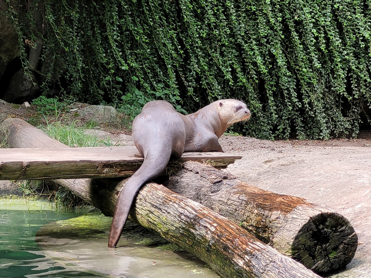 Giant otter -Parc Animalier des Pyrénées (2023)