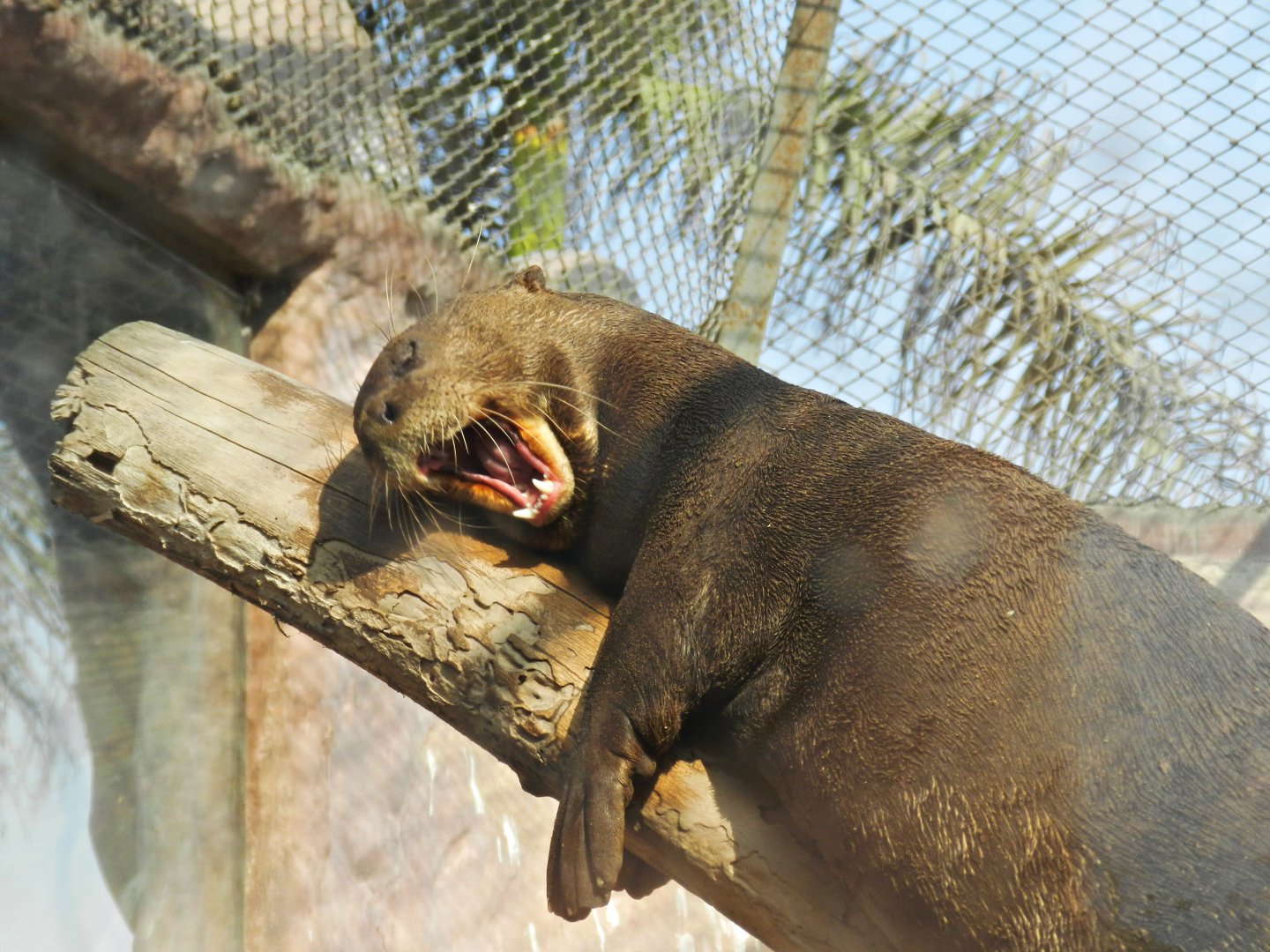 Giant otter - Parque Zoológico Huachipa