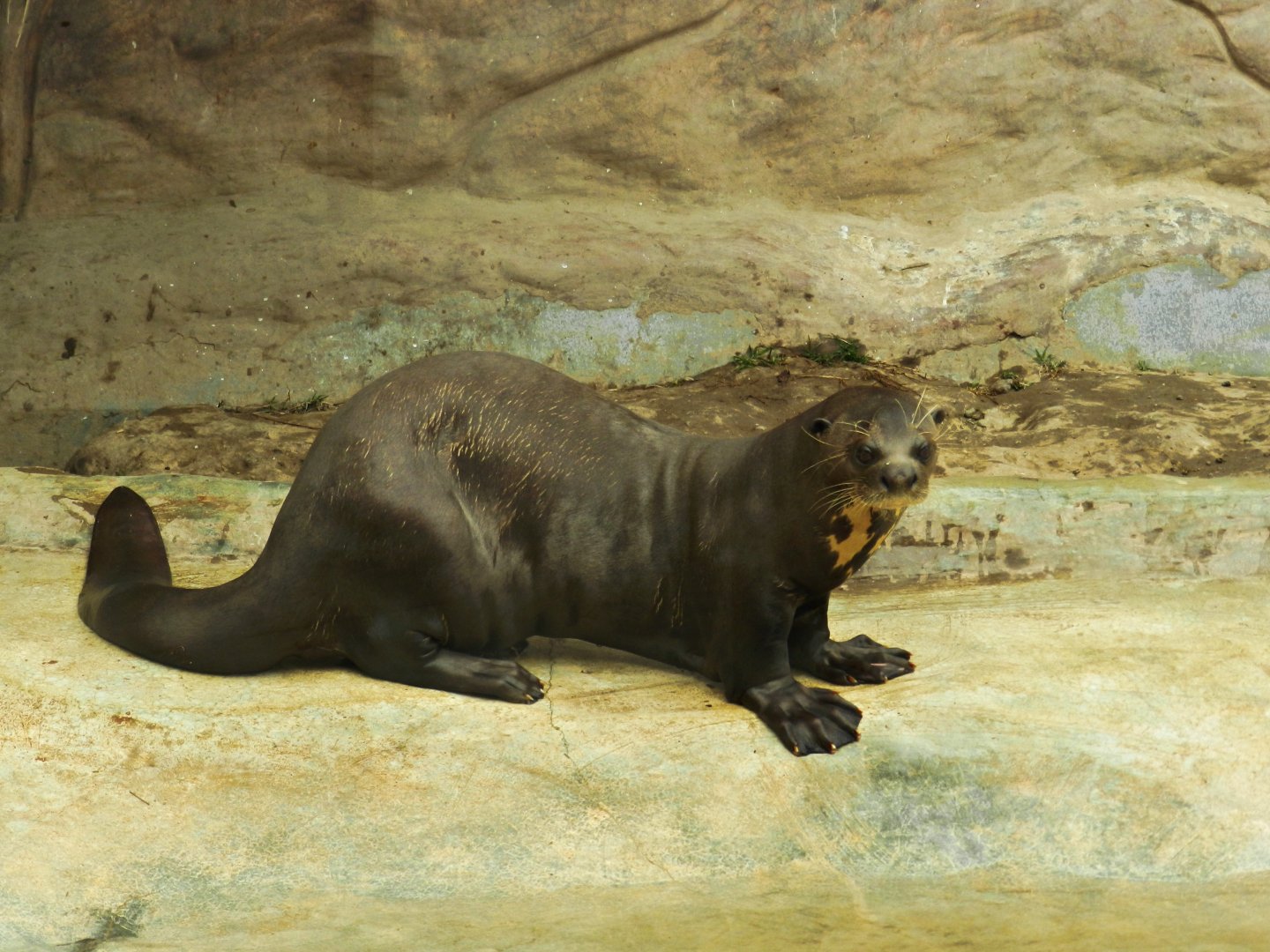 Giant otter - Parque Zoológico Huachipa