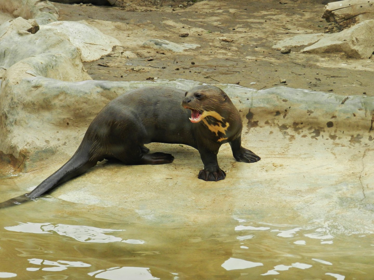 Giant otter - Parque Zoológico Huachipa