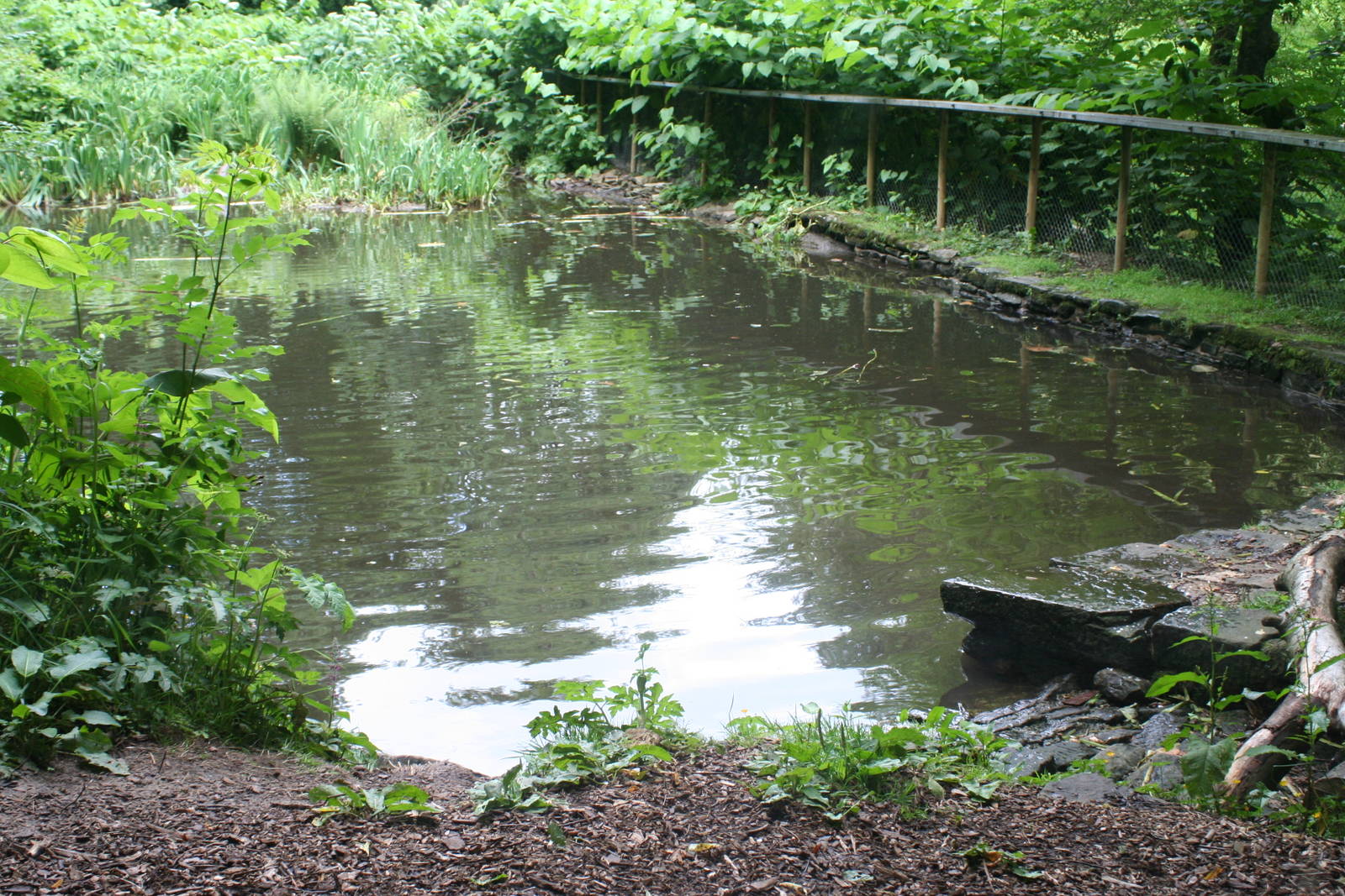 Giant Otter Pool @ Chestnut Centre; 05.07.09