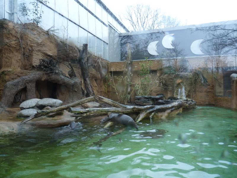 Giant otter Pool