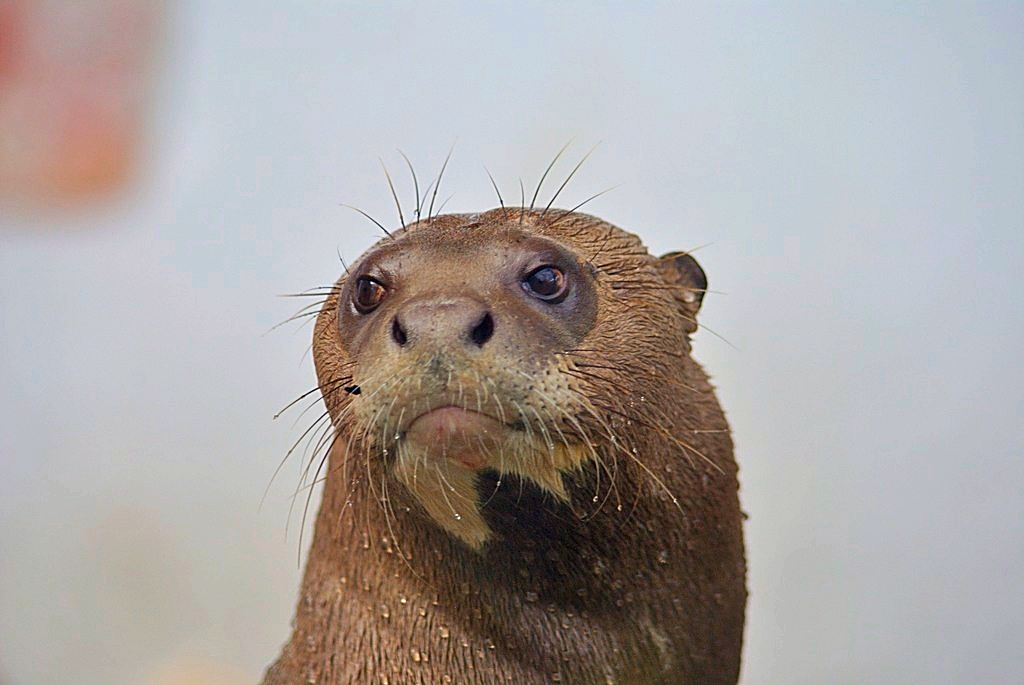 Giant Otter portrait