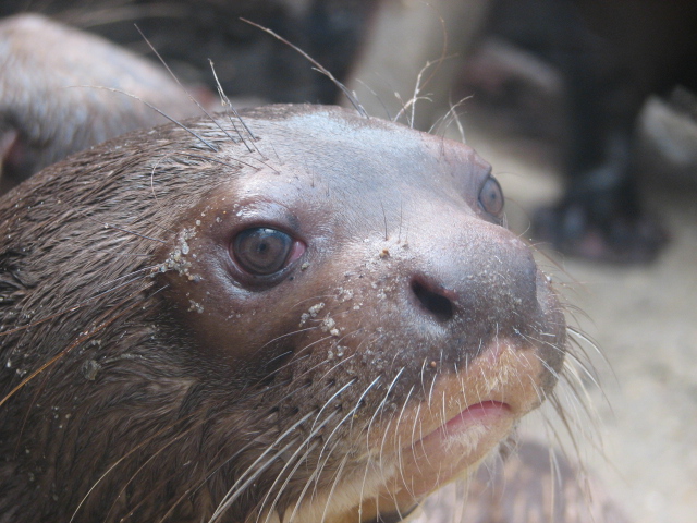 Giant otter portrait