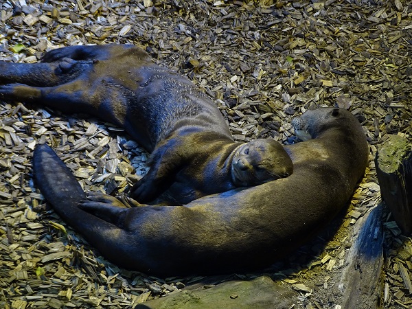 Giant otter (Pteronura brasiliensis) (04/22)