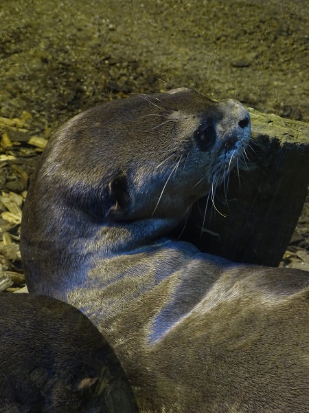Giant otter (Pteronura brasiliensis) (04/22)