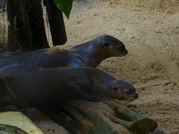 Giant otter (Pteronura brasiliensis) (04/22)