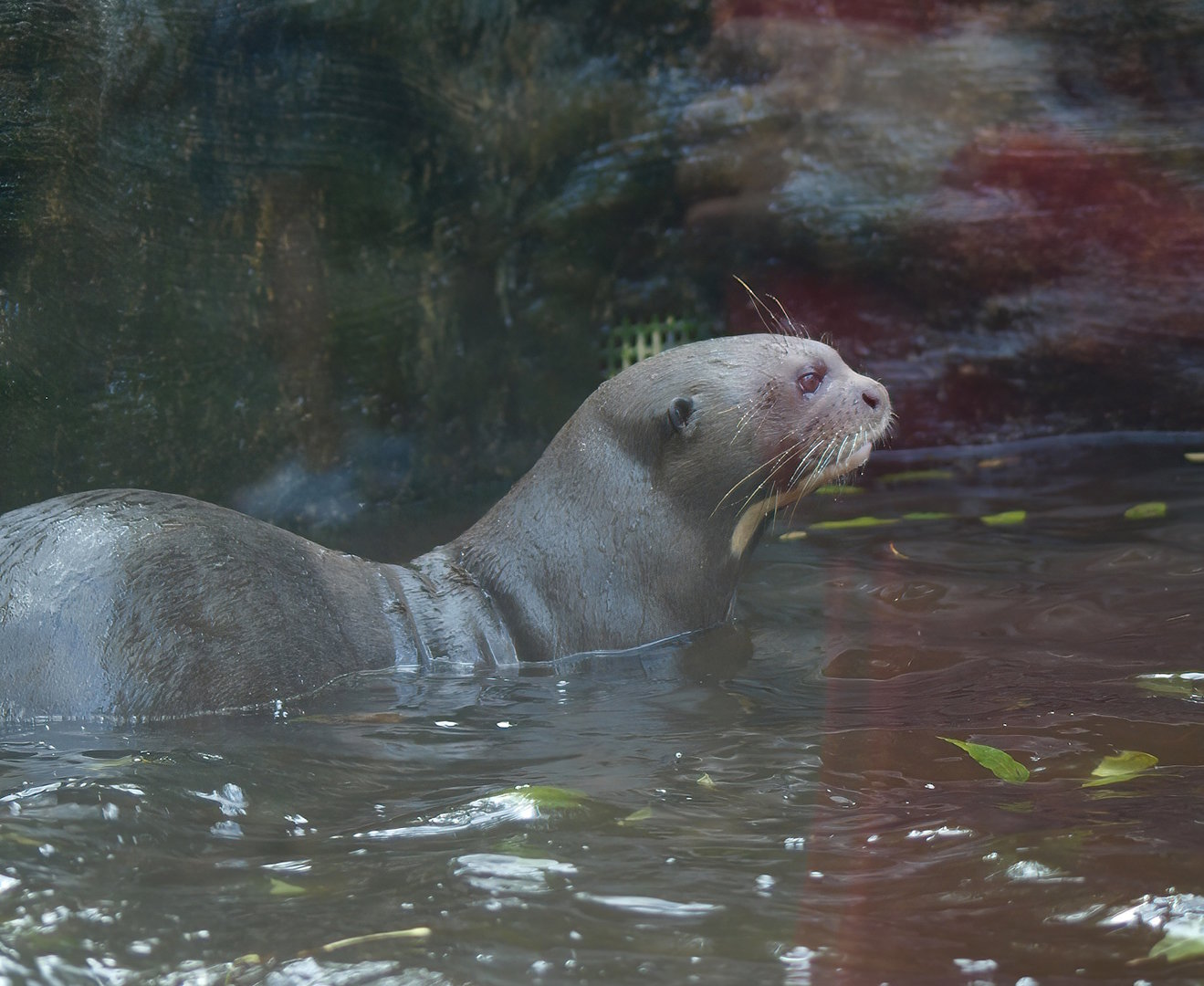 Giant otter (Pteronura brasiliensis), 2014-10-19